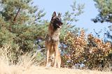 MALINOIS 140